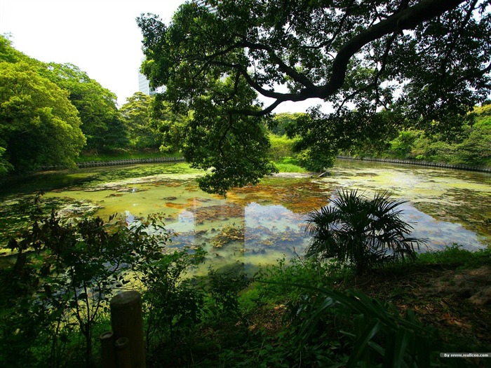 Park Lake- Japonais papier peint paysage jardin d'art Vues:18714