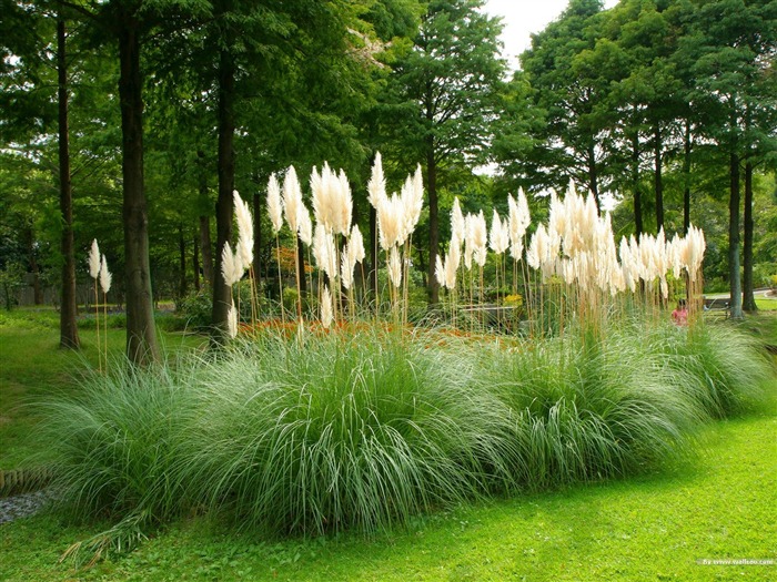 Parc de beauté- Japonais papier peint paysage jardin d'art Vues:12262