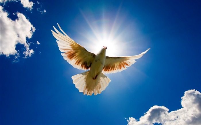 Peace dove flying in the sky-Animal World Series Wallpaper Views:48899 Date:2011/9/20 5:17:55