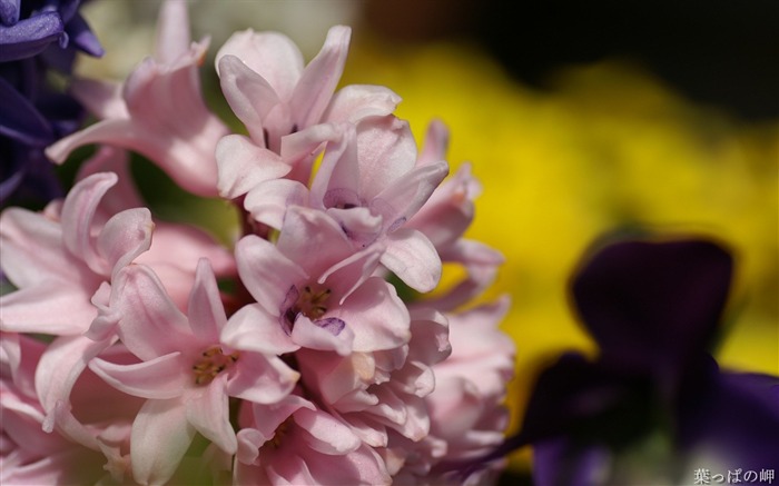 Pink Orchid- HD Flowers Photography Views:9510 Date:2011/9/12 4:26:26