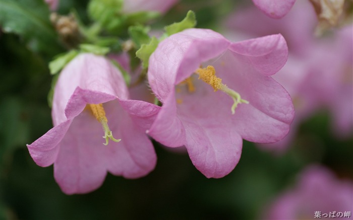 Pink bluebells- HD Flowers Photography Views:9647 Date:2011/9/12 4:59:57