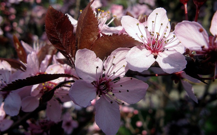 Flores rosa-Flores sazonais Visualizações:12181