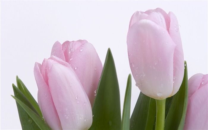 Pink tulips- Flower Fondos de Escritorio Vistas:20506