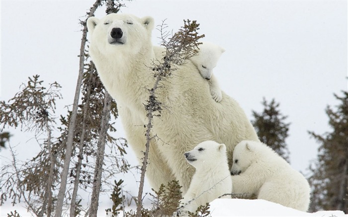 Arte do urso polar - papel de parede da série animal mundial Visualizações:13180