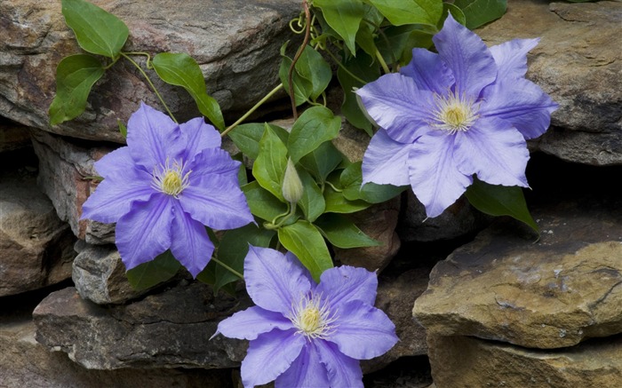 石の上に紫色の花-美しいので、あなたの生活 ブラウズ:9126