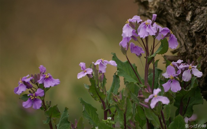 Purple flower show- HD Flowers Photography Views:9769 Date:2011/9/12 4:37:55