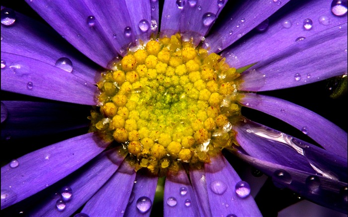 Flores roxas e gotas de água - Flores sazonais Visualizações:10538