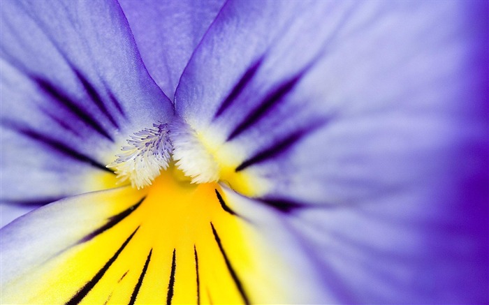 Flores moradas macro foto- Flor Fondos de escritorio Vistas:10825