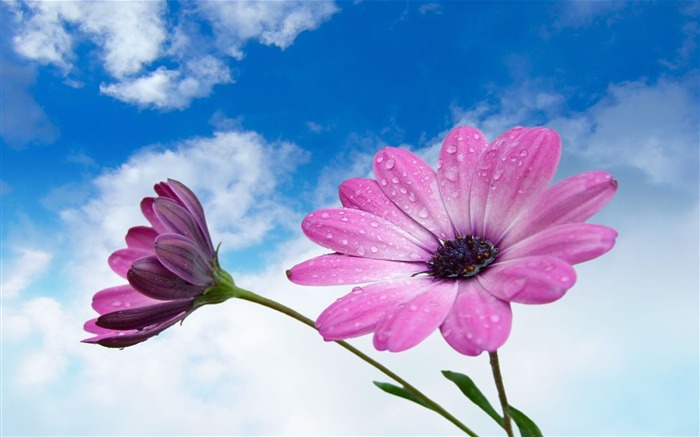 Fleurs pourpres sous le ciel bleu- fleur d'écran Vues:26271