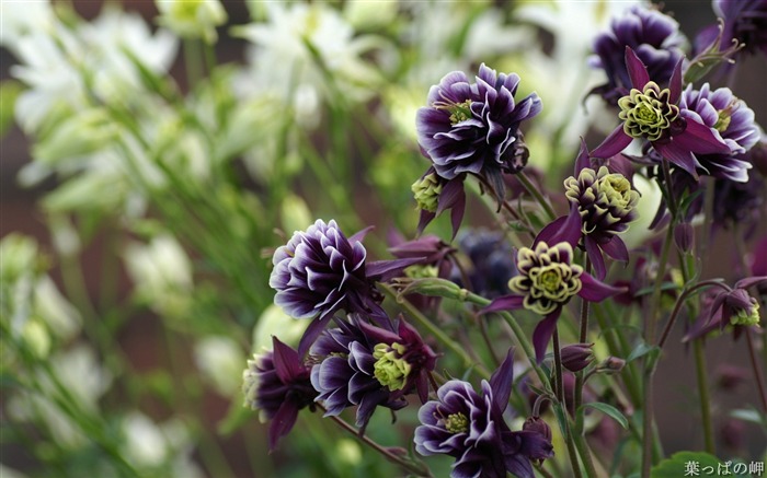 Purple yellow flowers- HD Flowers Photography Views:8516 Date:2011/9/12 4:52:25