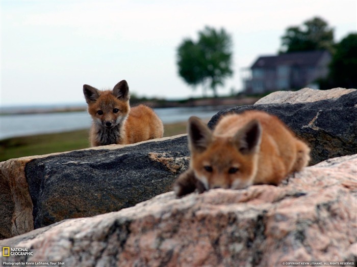 Fondo de pantalla de Red Foxes Connecticut- National Geographic seleccionado Vistas:8923