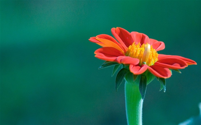 Flores vermelhas-Romance de verão Sentimentos Visualizações:9444