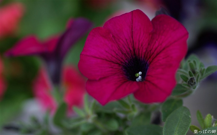 Red morning glory- HD Flowers Photography Views:15074 Date:2011/9/12 4:08:17