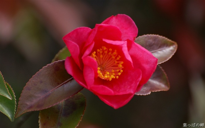 Red rose- HD Flowers Photography Views:12152 Date:2011/9/12 4:15:45