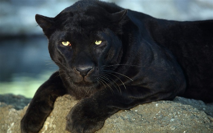 Rest of the Black leopard-Animal World Series Wallpaper Views:30598 Date:2011/9/4 10:02:39