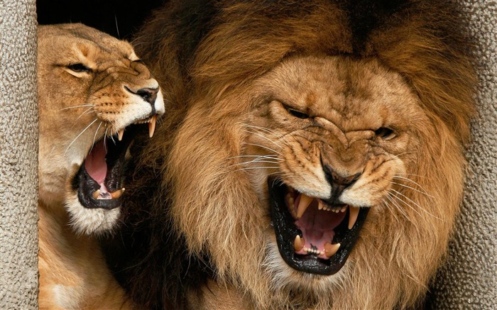 Roaring Lion-Animal World Series Wallpaper Views:14826 Date:2011/9/4 10:13:03