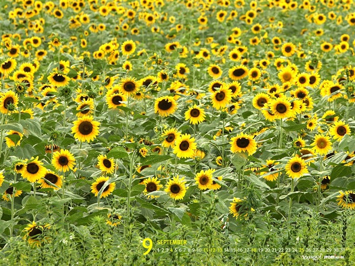 Fondo de pantalla de septiembre-Calendario-Girasol 01 Vistas:9981