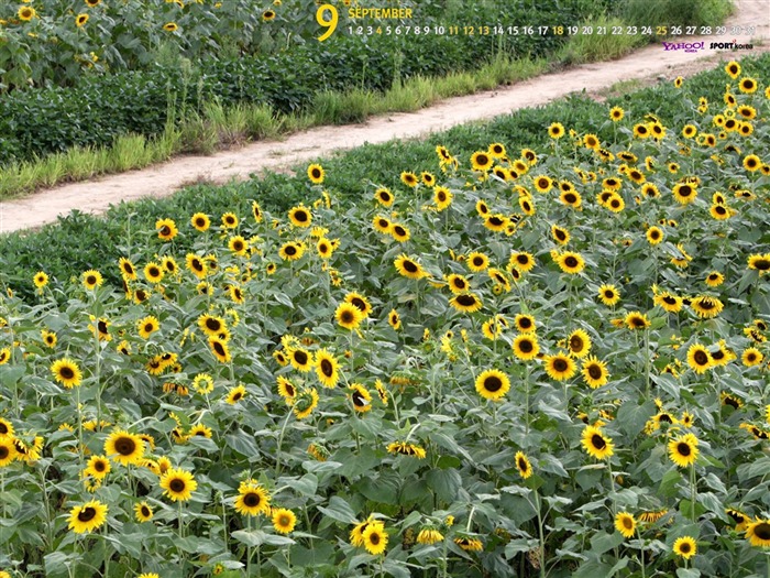 Fondo de pantalla de septiembre-Calendario-Girasol 02 Vistas:9199