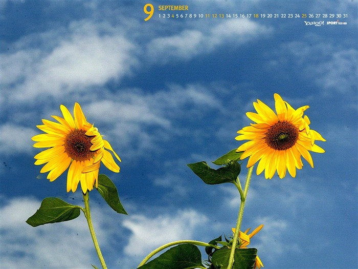 Fondo de pantalla de septiembre-Calendario-Girasol Vistas:11039