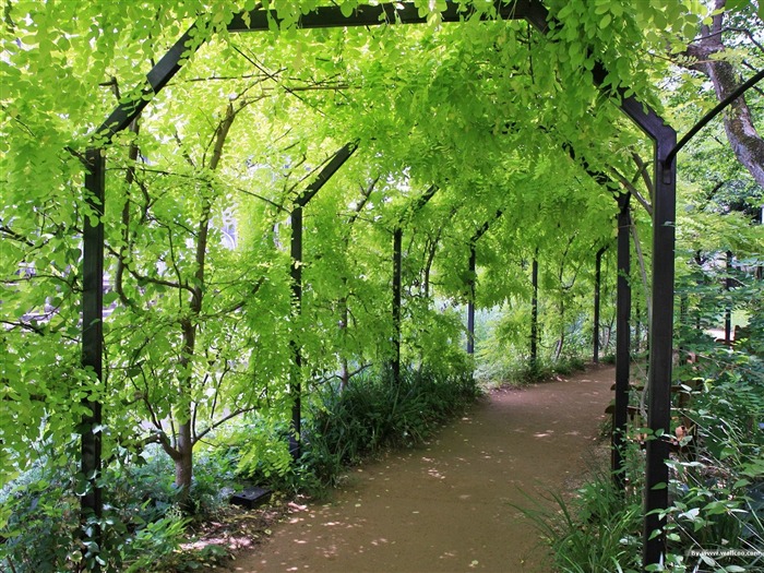 Sombra del rastro- fondo de pantalla de paisaje de jardín japonés Vistas:11395