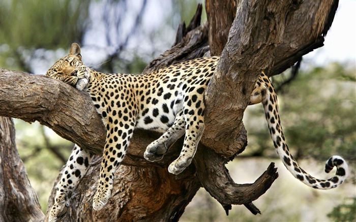 Sleeping leopard in a tree-Animal World Series Wallpaper Views:16770 Date:2011/9/4 10:14:40