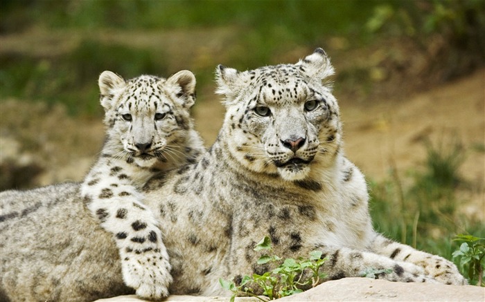 Snow Leopard Mother and Cub-Animal World Series Wallpaper Views:14726 Date:2011/9/20 5:33:36