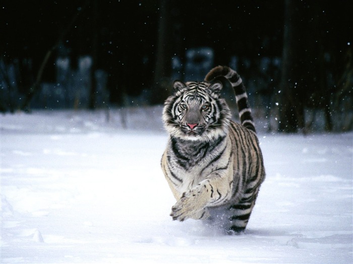 Tigre de la nieve corriendo-serie mundial de animales Vistas:32359