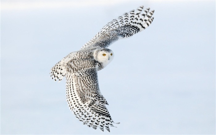 Snowy Owl-Animal World Series Wallpaper Views:14207 Date:2011/9/20 5:34:37