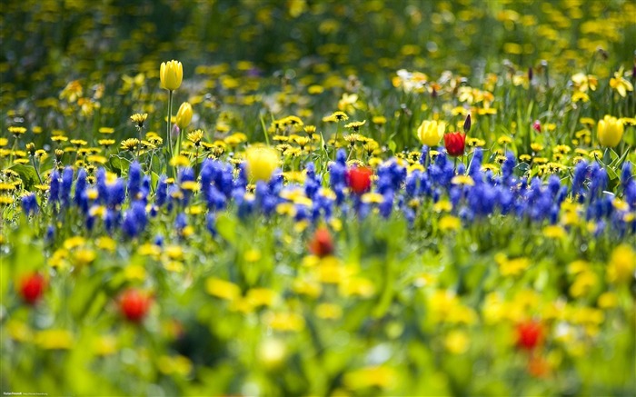 春の野の花の咲く-自然風景壁紙選択された ブラウズ:49981