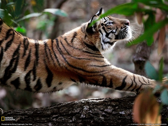 Estiramiento del tigre indio - Fondo de pantalla de National Geographic seleccionado Vistas:12808