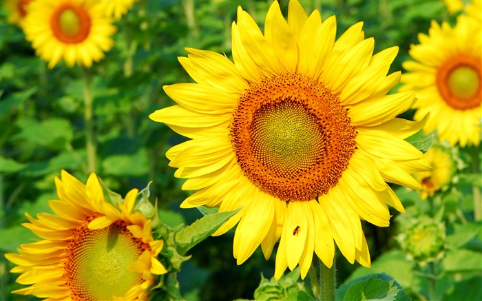 Sunflower-Summer romance Feelings Views:12549 Date:2011/9/8 6:32:26