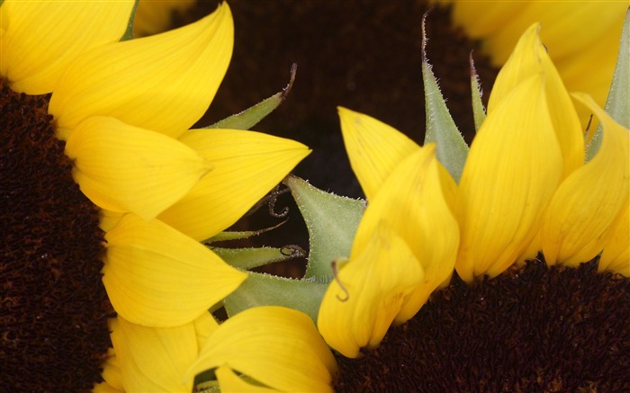 tournesol- fleur d'écran Vues:11043