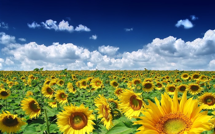 Sunflowers everywhere-September flowers wallpaper Views:39707 Date:2011/9/2 6:57:30