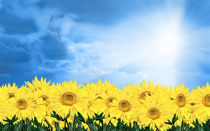 Sunshine sunflower-Summer romance Feelings Views:15776 Date:2011/9/8 6:35:02