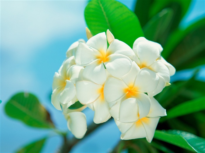 타히티 frangipani 벽지 찾아보기 :49488