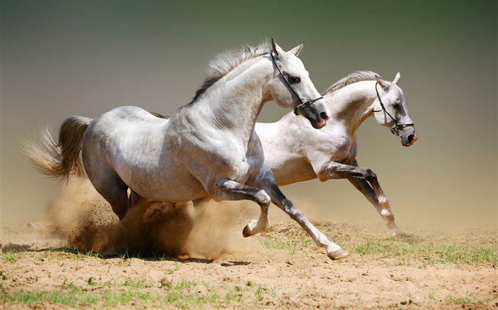 A White Horse race-Animal World Series Wallpaper Visualizações:33925