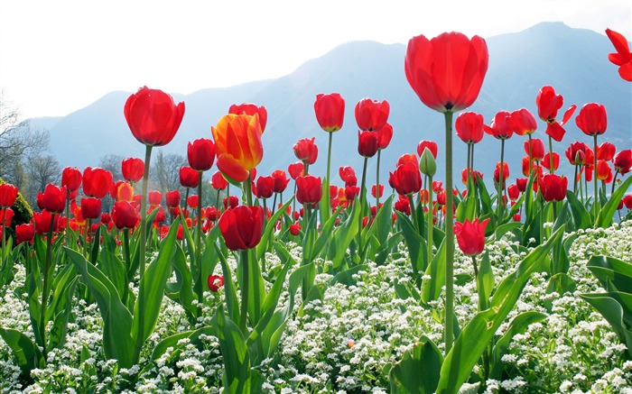 The tulips everywhere-September flowers wallpaper Views:14893 Date:2011/9/2 6:52:32