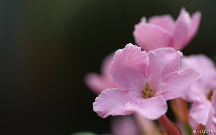 Tokyo pink flowers show- HD Flowers Photography Views:11526 Date:2011/9/12 4:19:50