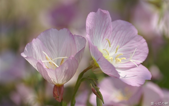 Two pink flowers- HD Flowers Photography Views:9223 Date:2011/9/12 4:56:15