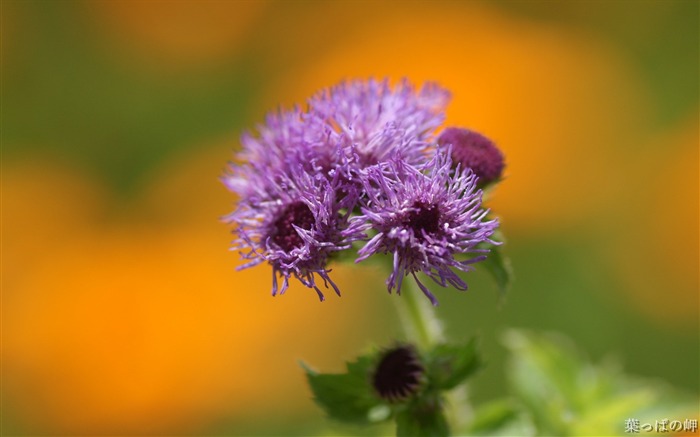 Unknown purple flower- HD Flowers Photography Views:8514 Date:2011/9/12 5:03:32