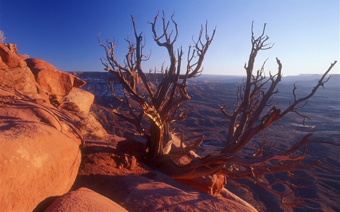 Utah Canyonlands National Park-juniper tree wallpaper Views:9223 Date:2011/9/3 7:47:11