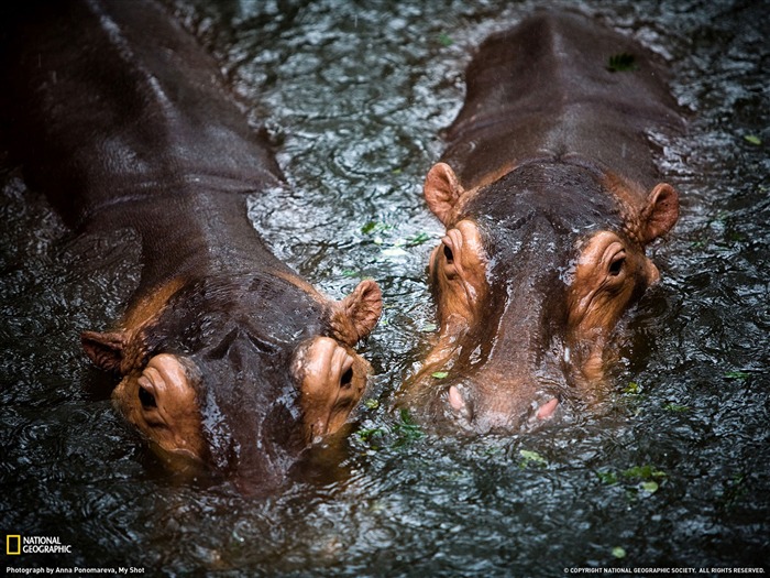 Eau Hippopotame- National Geographic papier peint sélectionné Vues:10484