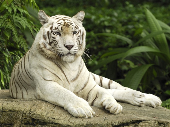 White Tiger Singapore - Animal World Series Fondo de pantalla Vistas:34370