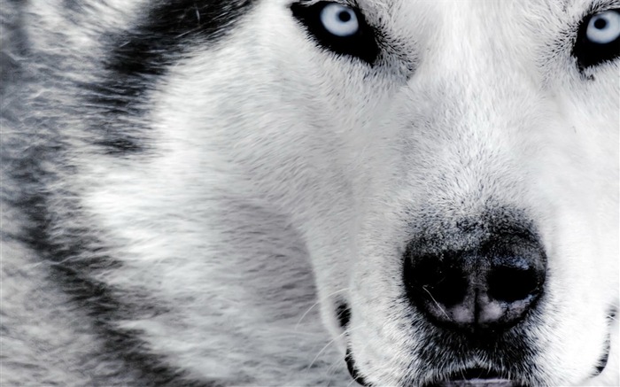 White Wolf-Animal World Series Wallpaper Views:22857 Date:2011/9/4 9:47:40