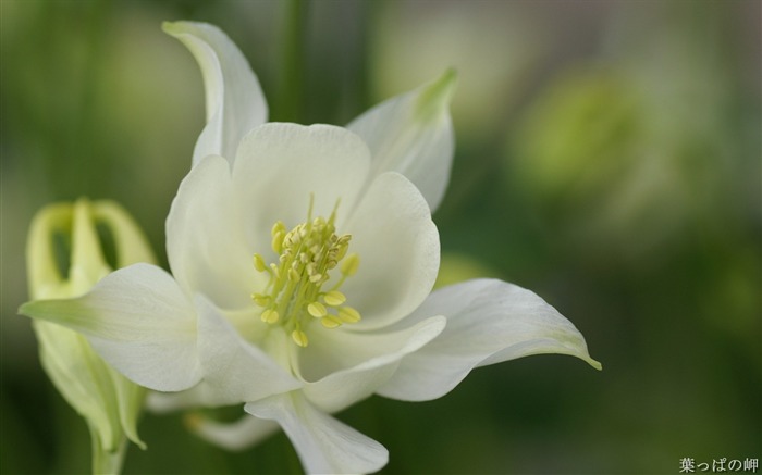 White flower bloom- HD Flowers Photography Views:9827 Date:2011/9/12 4:48:23