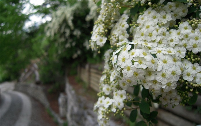 Fleurs blanches sur le mur- fleur d'écran Vues:9356