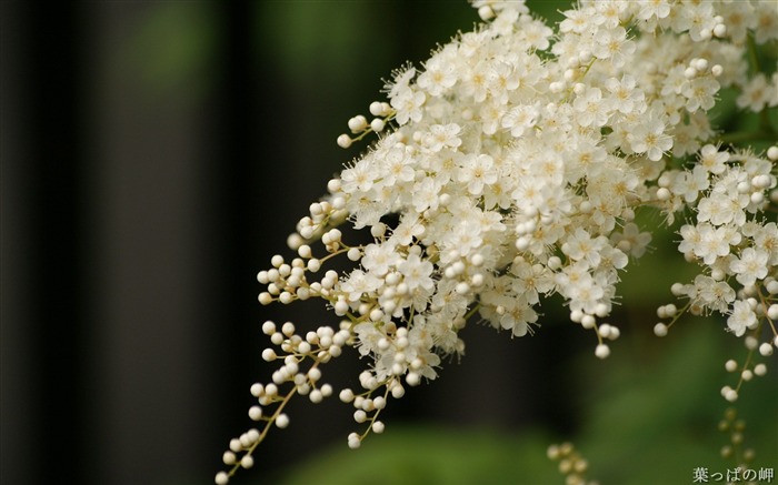 White jade flower- HD Flowers Photography Views:10286 Date:2011/9/12 4:57:32