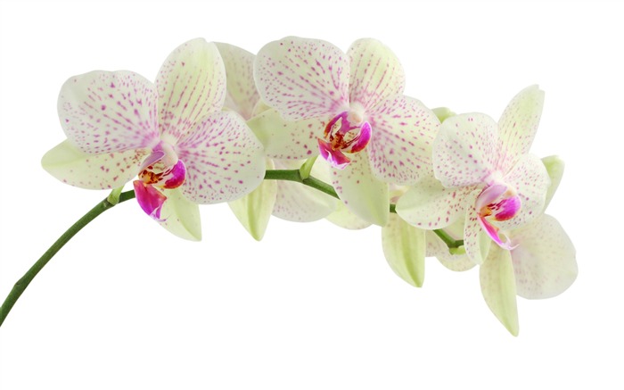 White orchids-September flowers wallpaper Views:39064 Date:2011/9/2 7:00:14