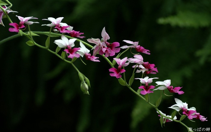 White purple flowers- HD Flowers Photography Views:10776 Date:2011/9/12 4:02:10