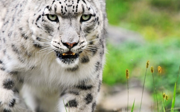 White tiger-Animal World Series Wallpaper Views:13321 Date:2011/9/17 9:38:17